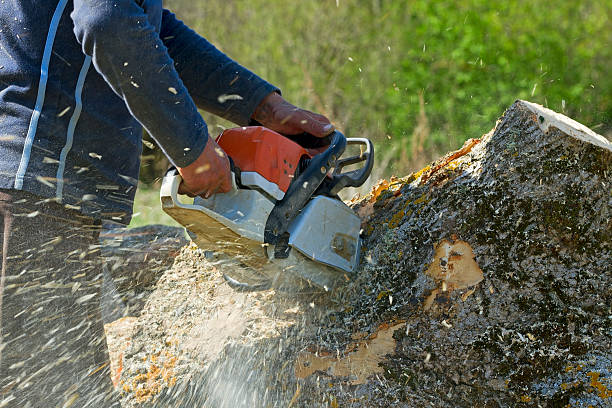 Best Large Tree Removal  in Bradley Beach, NJ